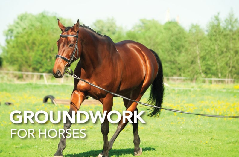 Groundwork for Horses: Exercises, Benefits, and Joint Support Tips